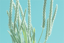 在线电话轰炸工具